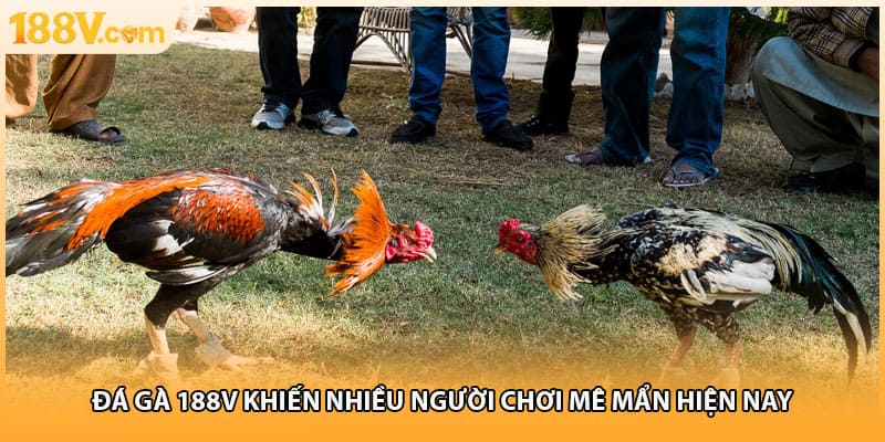 Đá gà 188V khiến nhiều người chơi mê mẩn hiện nay
